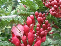 Schotia afra var. afra wing-like petals